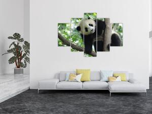 Tablou - Panda in copac (150x105 cm)