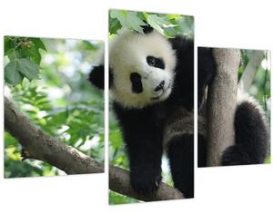 Tablou - Panda in copac (90x60 cm)