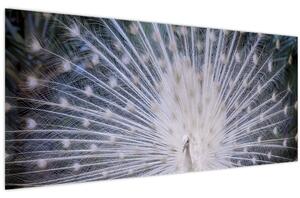 Tablou - Păun alb (120x50 cm)