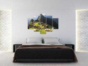 Tablou - Lame in Machu Picchu (150x105 cm)