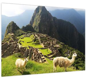 Tablou - Lame in Machu Picchu (70x50 cm)