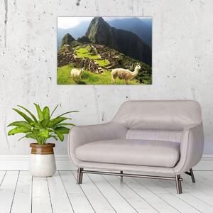 Tablou - Lame in Machu Picchu (70x50 cm)