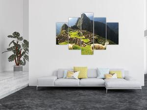 Tablou - Lame in Machu Picchu (150x105 cm)