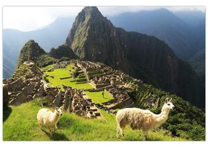 Tablou - Lame in Machu Picchu (90x60 cm)