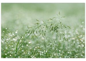 Tablou - Trandafir în iarbâ (90x60 cm)
