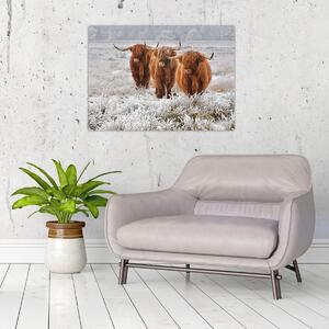 Tablou - Vaci scoțiene (70x50 cm)