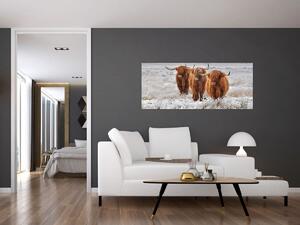 Tablou - Vaci scoțiene (120x50 cm)