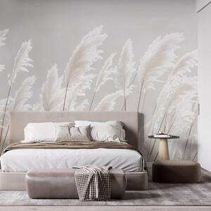 Tapet Iarbă pampas albă și moale în lumina blândă a dimineții, Fototapet Natură, w09717 : Uwalls.ro