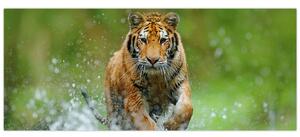 Tablou - Tigru care aleargă (120x50 cm)