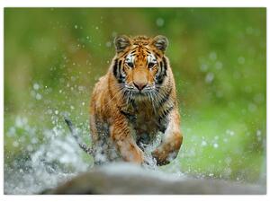 Tablou - Tigru care aleargă (70x50 cm)