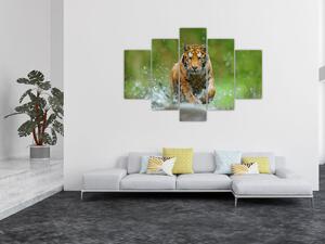 Tablou - Tigru care aleargă (150x105 cm)