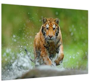 Tablou - Tigru care aleargă (70x50 cm)