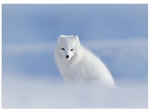 Tablou - Vulpe polară (70x50 cm)