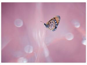 Tablou - Fluture (70x50 cm)