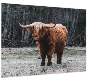 Tablou - Vacă scoțiană 2 (70x50 cm)