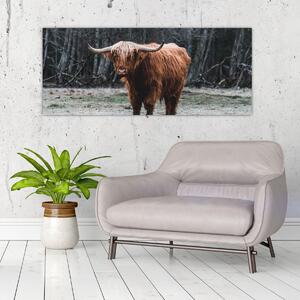 Tablou - Vacă scoțiană 2 (120x50 cm)