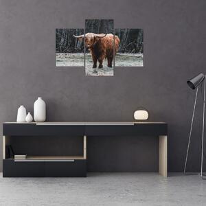 Tablou - Vacă scoțiană 2 (90x60 cm)
