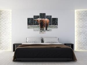 Tablou - Vacă scoțiană 2 (150x105 cm)