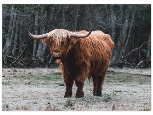 Tablou - Vacă scoțiană 2 (70x50 cm)
