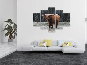 Tablou - Vacă scoțiană 2 (150x105 cm)