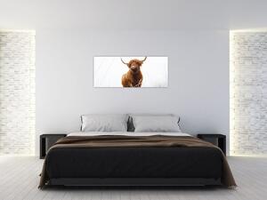 Tablou - Vacă scoțiană (120x50 cm)