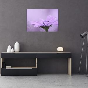 Tablou - Flori mov (70x50 cm)