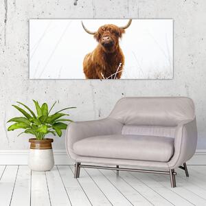 Tablou - Vacă scoțiană (120x50 cm)