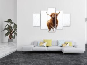 Tablou - Vacă scoțiană (150x105 cm)