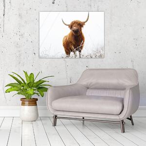 Tablou - Vacă scoțiană (70x50 cm)