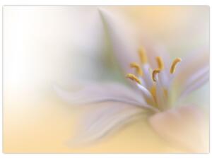Tablou - Floare fragedă (70x50 cm)