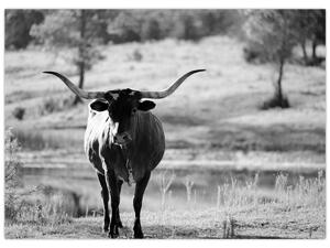 Tablou - Vacă,alb-negru (70x50 cm)