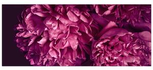 Tablou - Floarea bujorului (120x50 cm)