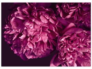 Tablou - Floarea bujorului (70x50 cm)