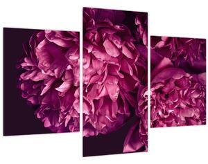 Tablou - Floarea bujorului (90x60 cm)