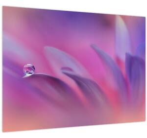 Tablou - Picătură pe floare (70x50 cm)