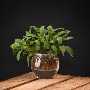 Ghiveci pentru creșterea plantelor Esschert Design, înălțime 10,7 cm