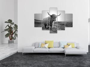 Tablou - Vacă scoțiană,alb-negru (150x105 cm)