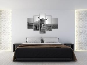 Tablou - Vacă scoțiană,alb-negru (150x105 cm)