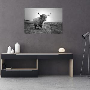 Tablou - Vacă scoțiană,alb-negru (90x60 cm)