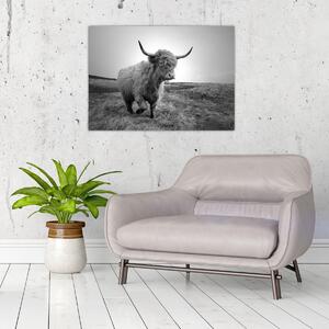 Tablou - Vacă scoțiană,alb-negru (70x50 cm)