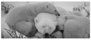Tablou - Urși polari, alb-negru (120x50 cm)