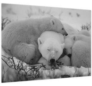 Tablou - Urși polari, alb-negru (70x50 cm)