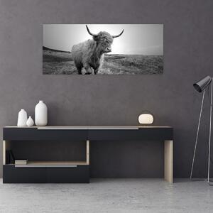 Tablou - Vacă scoțiană,alb-negru (120x50 cm)