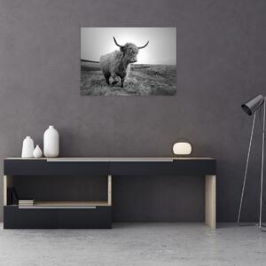 Tablou - Vacă scoțiană,alb-negru (70x50 cm)