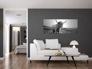 Tablou - Vacă scoțiană,alb-negru (120x50 cm)