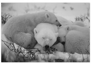 Tablou - Urși polari, alb-negru (90x60 cm)