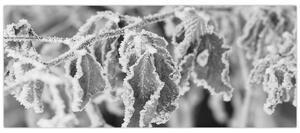 Tablou - Frunze înghețate,alb-negru (120x50 cm)