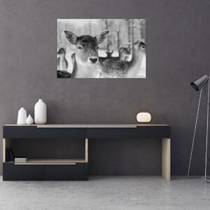 Tablou - Cerbi,alb-negru (90x60 cm)