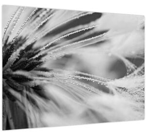 Tablou - Macro,alb-negru (70x50 cm)