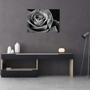 Tablou - Trandafir,alb-negru (70x50 cm)